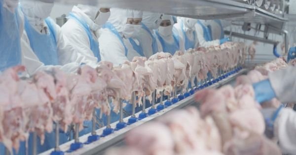 Оптимистичная сенацса после Сингапурского аудита для экспорта мяса - Mercopress