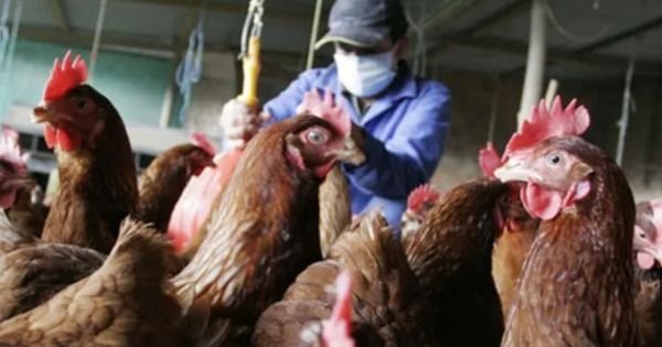 Парагвай на предупреждение о вспышке гриппа в соседней Бразилии - Mercopress